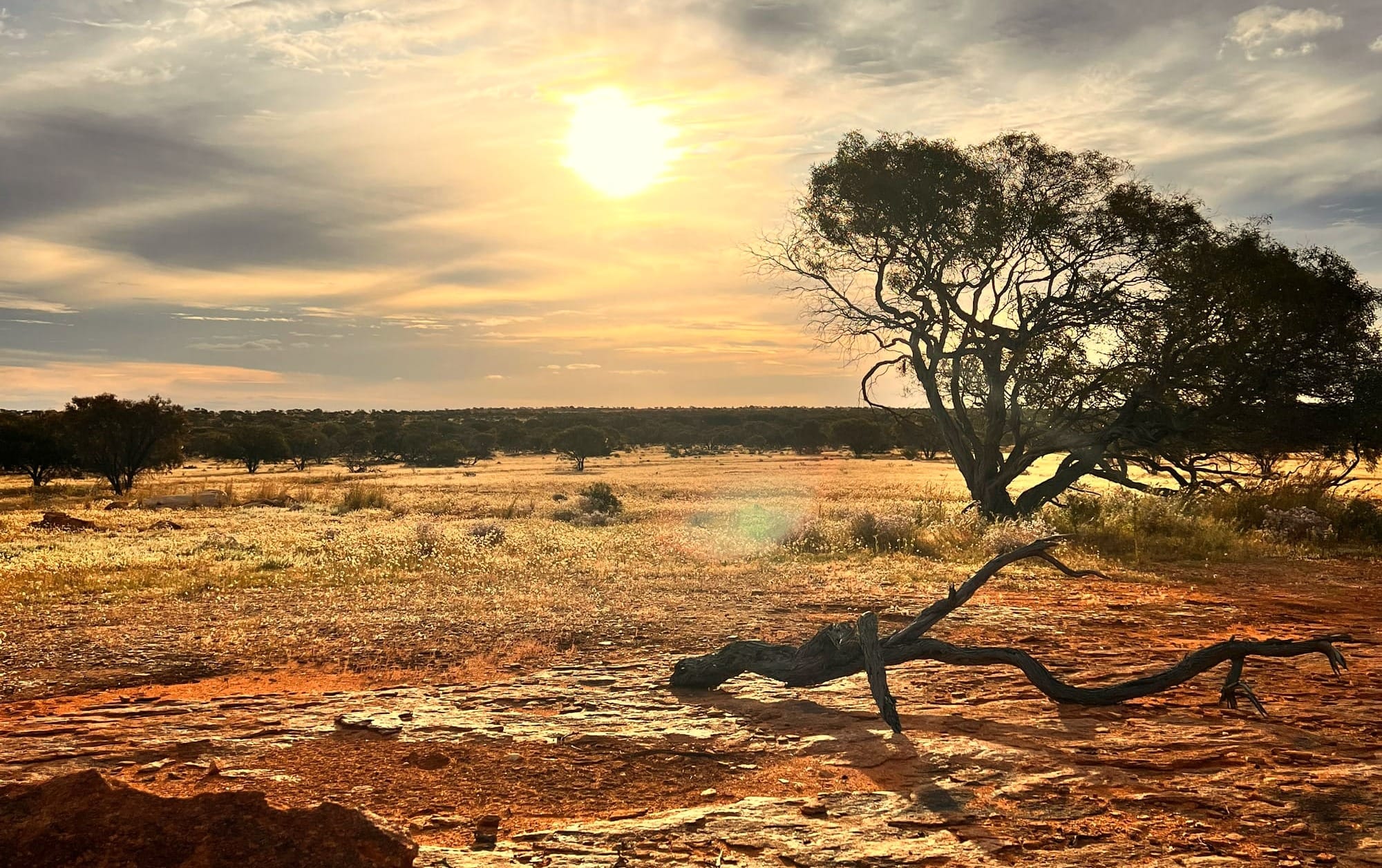 Desert landscape, sun setting.